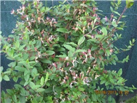 60cd8e43-DEDA GUME 123.jpg